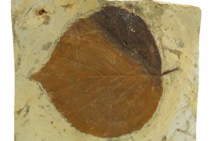 Fossil Leaf (Davidia) - Montana #327213